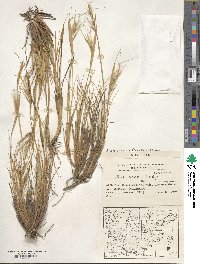 Pappostipa speciosa image