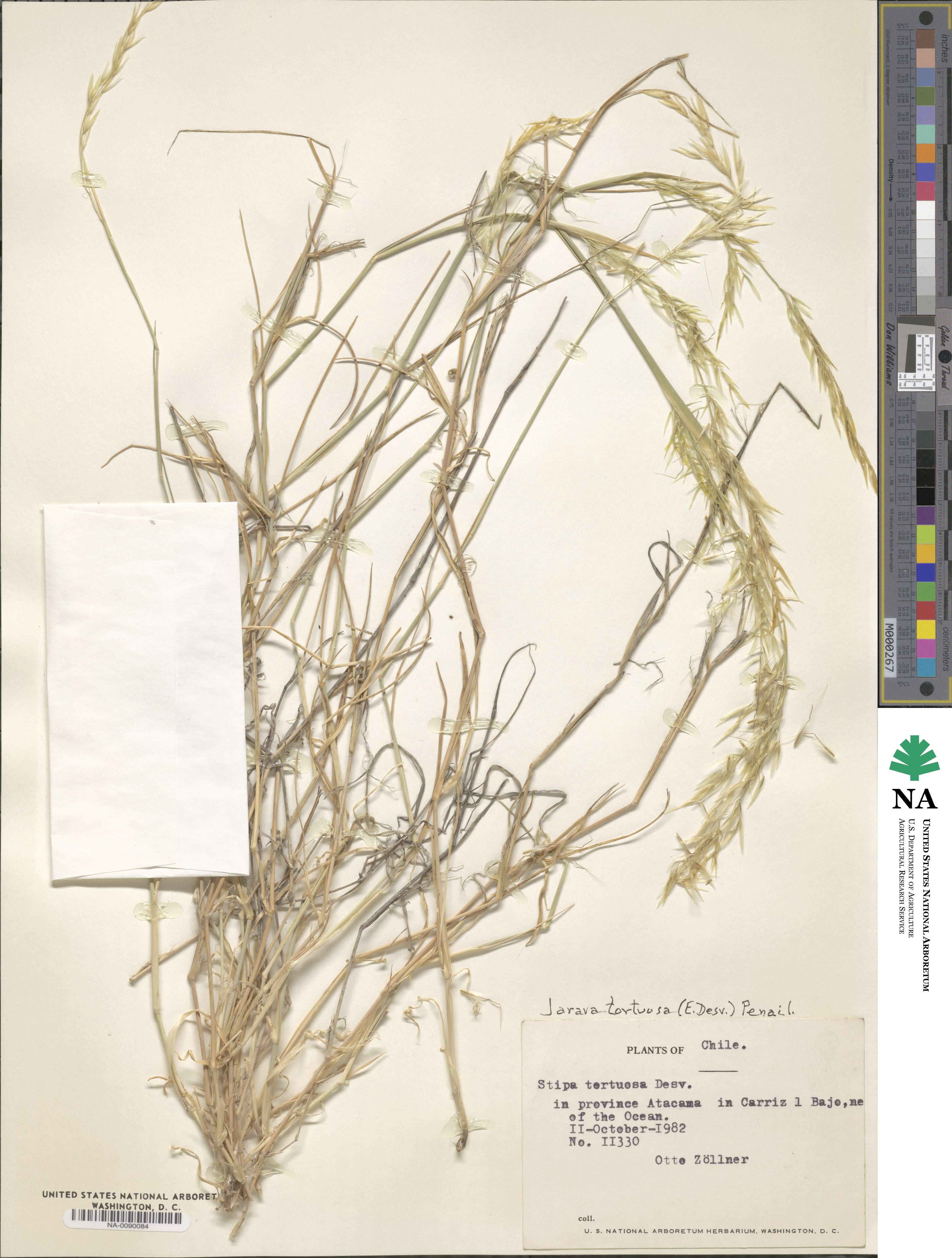 Stipa tortuosa image