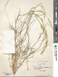 Image of Stipa tortuosa