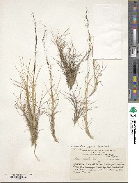 Image of Stipa venusta