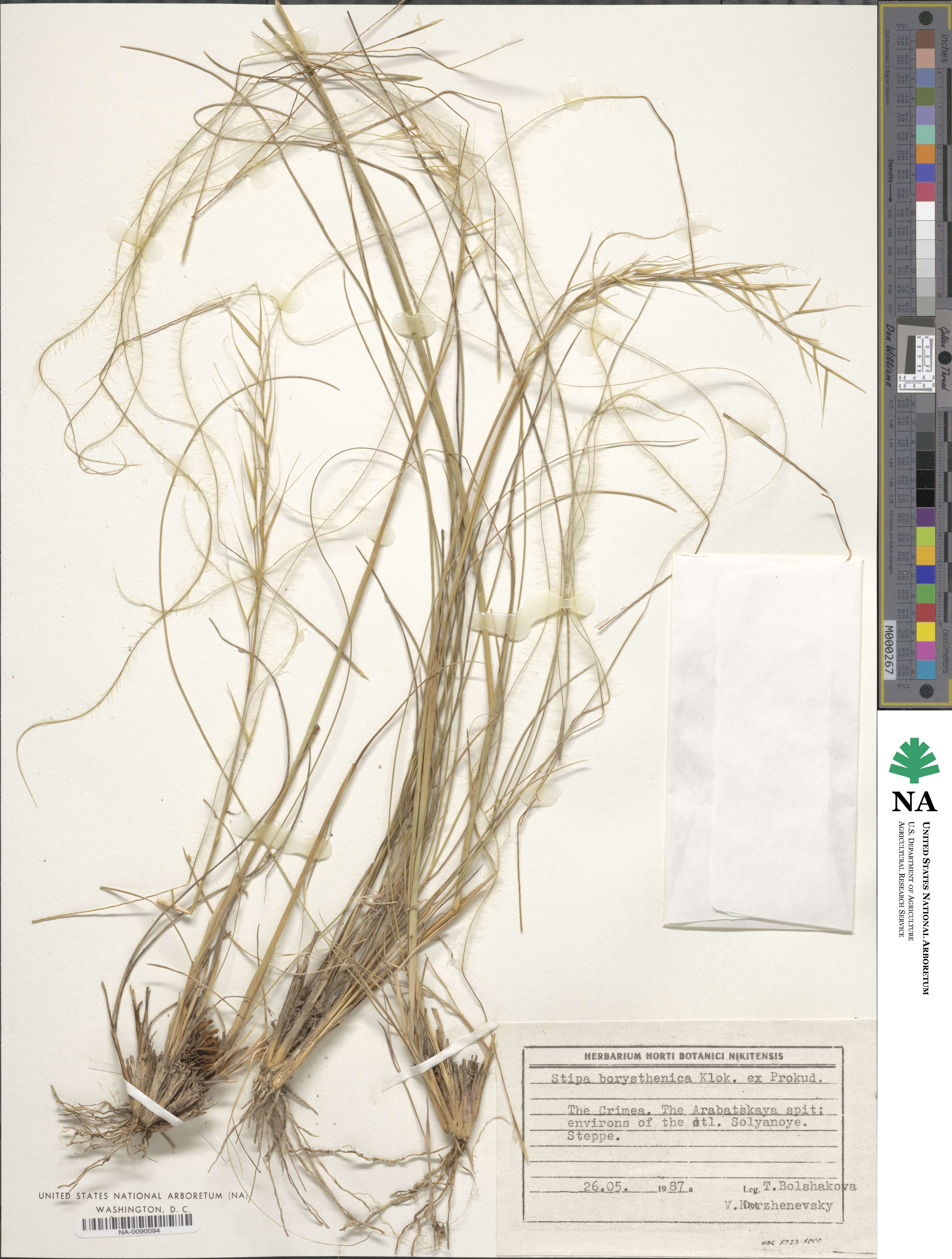 Stipa borysthenica image