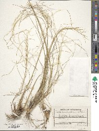 Image of Stipa borysthenica