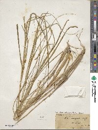 Achnatherum calamagrostis image