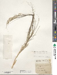 Achnatherum calamagrostis image