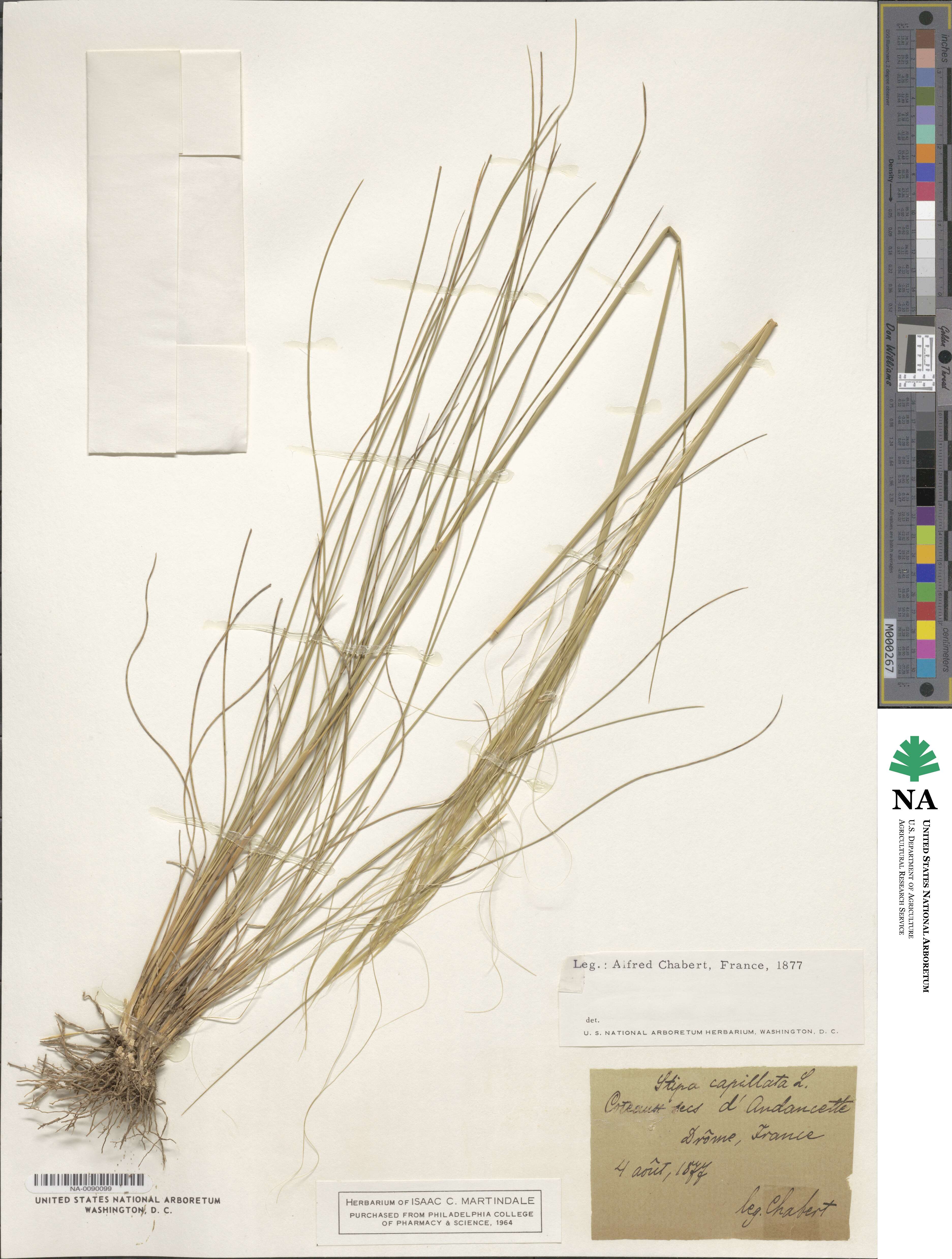 Stipa capillata image