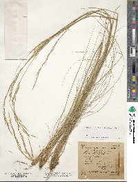 Stipa capillata image