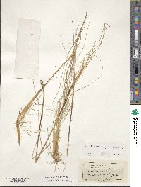 Stipa capillata image