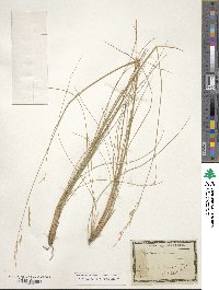 Image of Stipa juncea