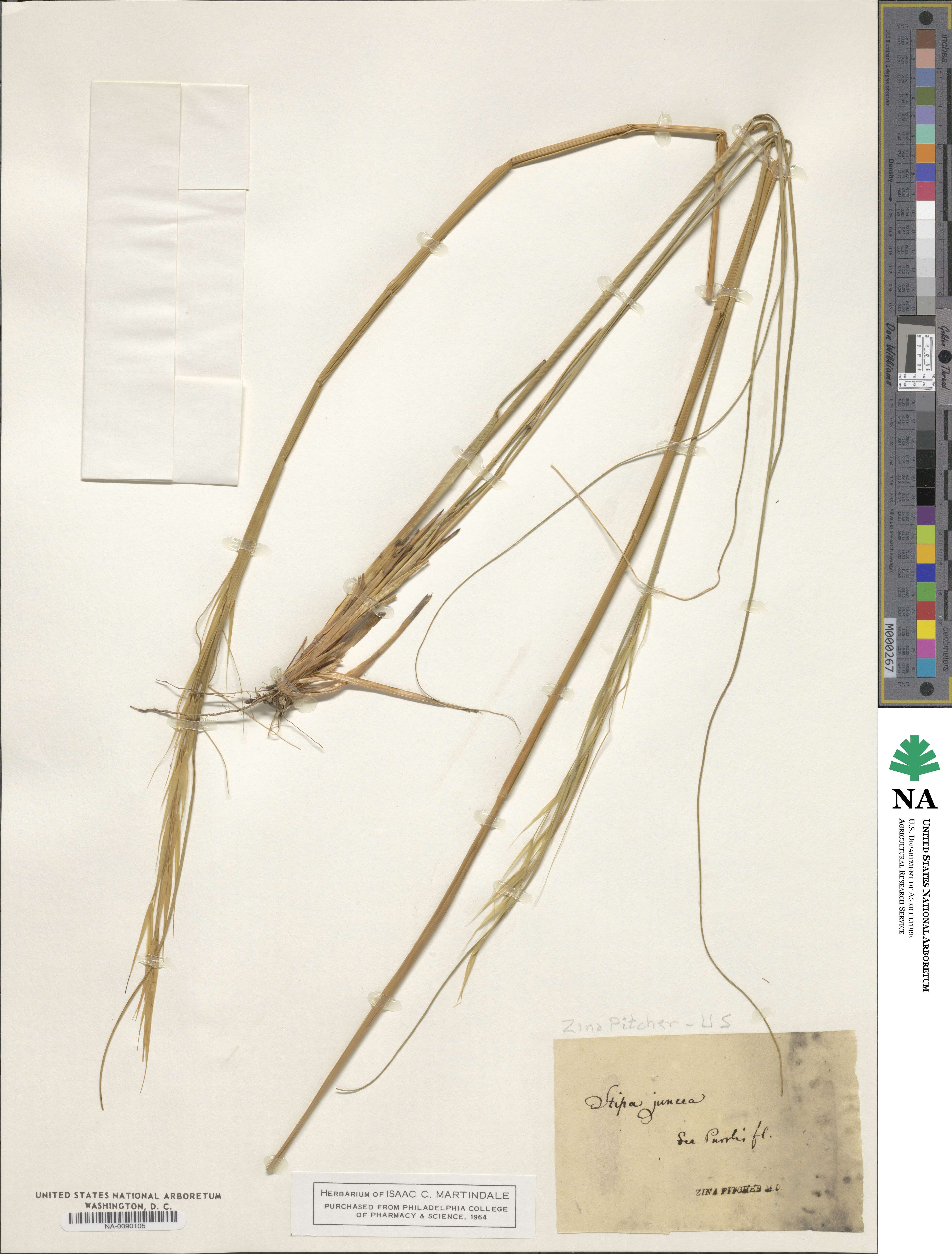 Stipa juncea image