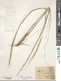 Stipa juncea image