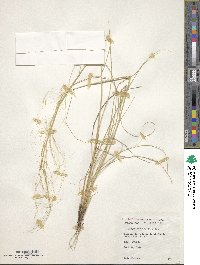 Stipa parviflora image