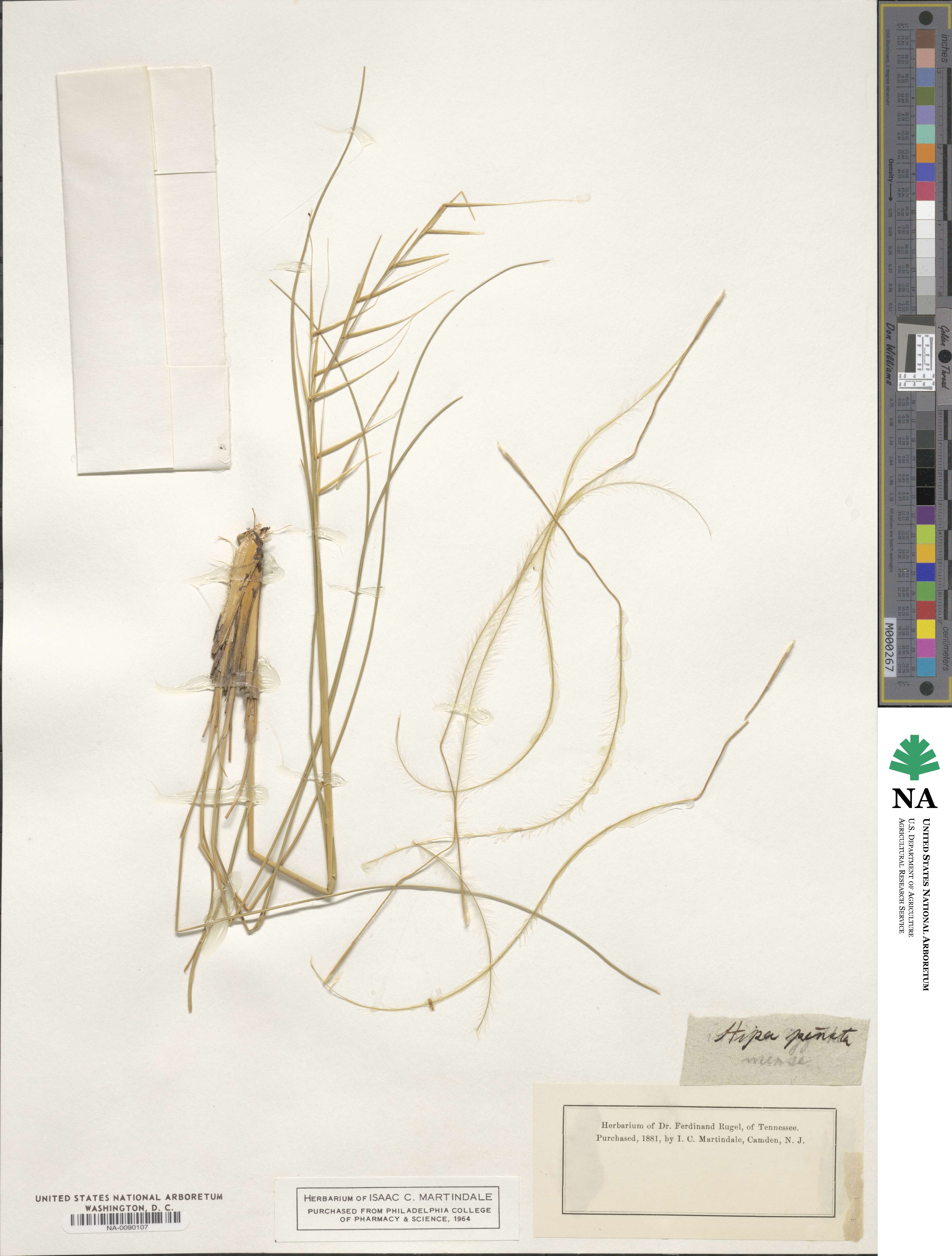 Stipa pennata image