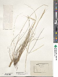 Stipa pennata image