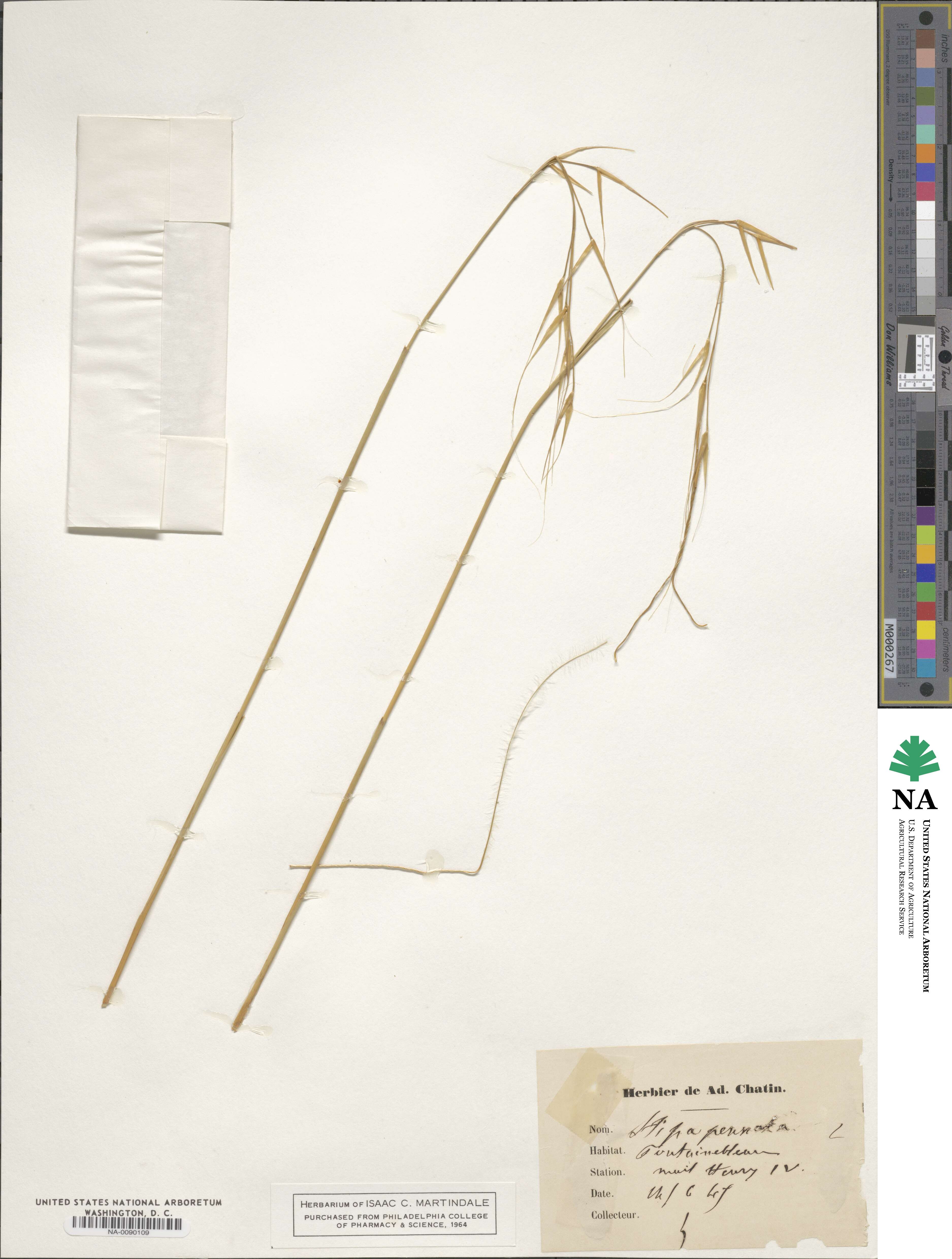 Stipa pennata image