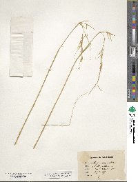 Stipa pennata image