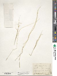 Stipa pennata image