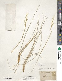 Stipa pennata image