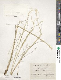 Stipa pennata image