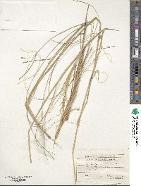 Stipa pulcherrima image