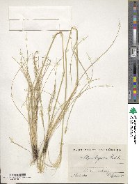 Stipa lagascae image