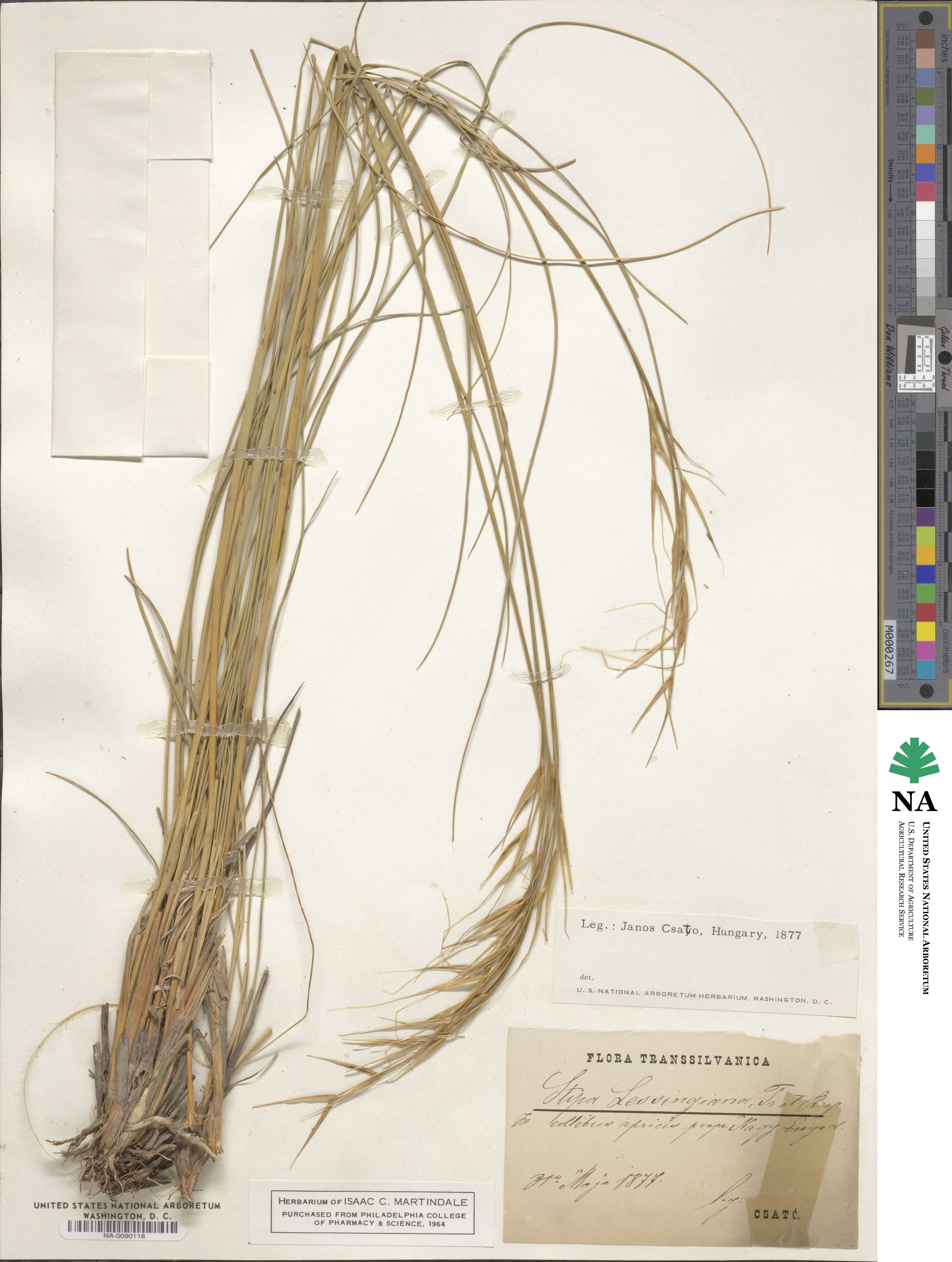 Stipa lessingiana image