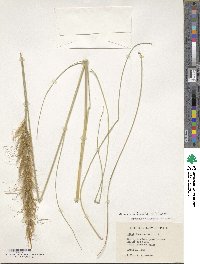 Macrochloa tenacissima image