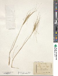 Stipa capensis image