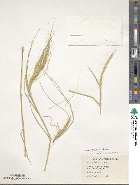 Stipa capensis image