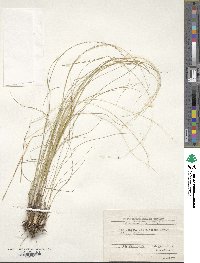 Stipa ucrainica image