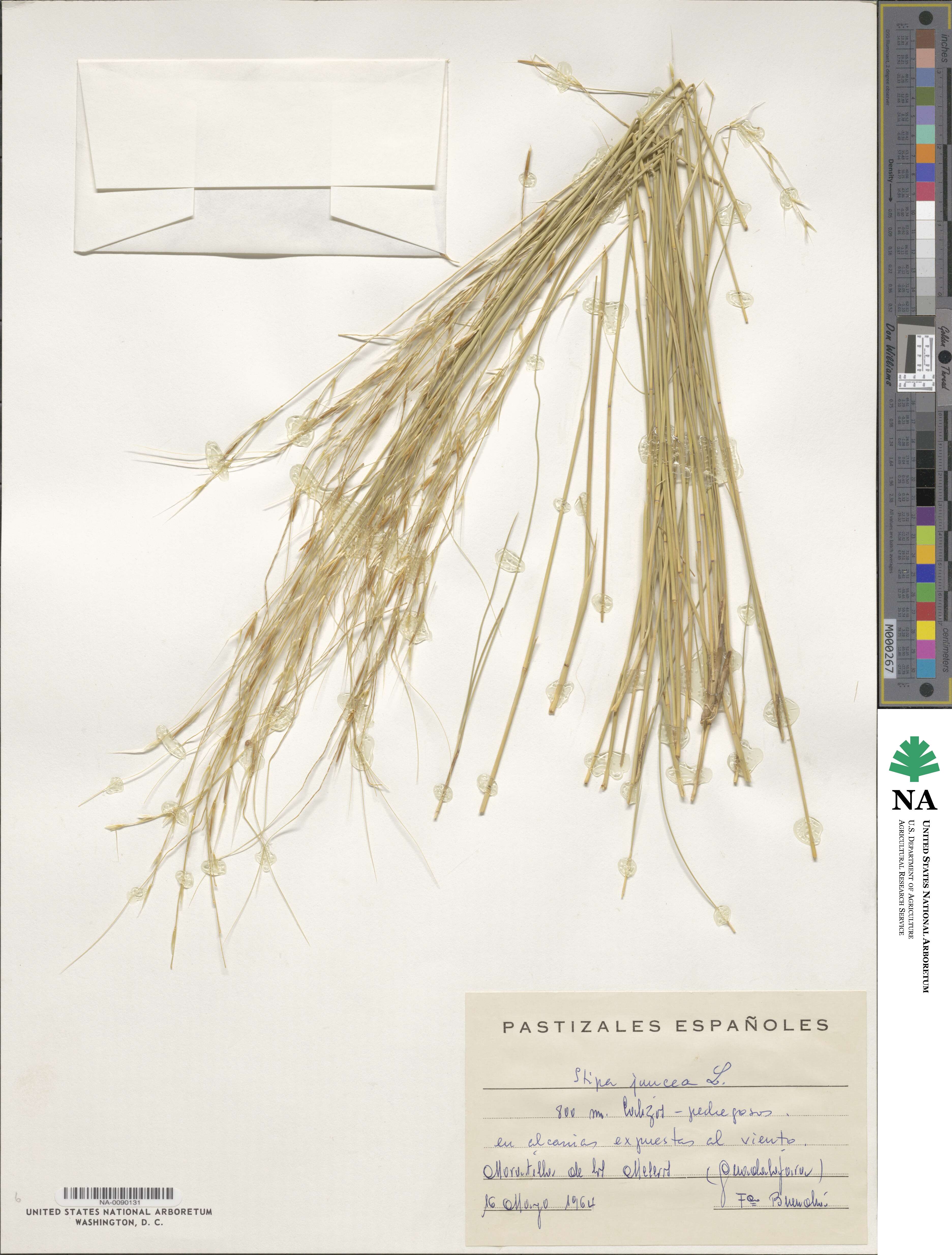 Stipa juncea image