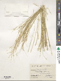 Stipa juncea image