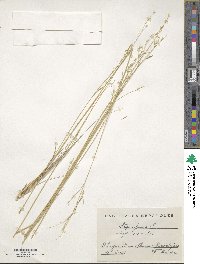 Stipa juncea image