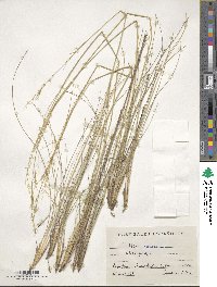 Stipa juncea image