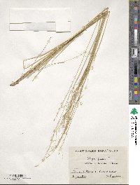 Stipa juncea image