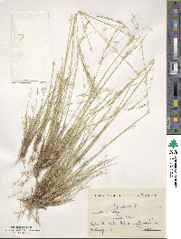 Stipa juncea image