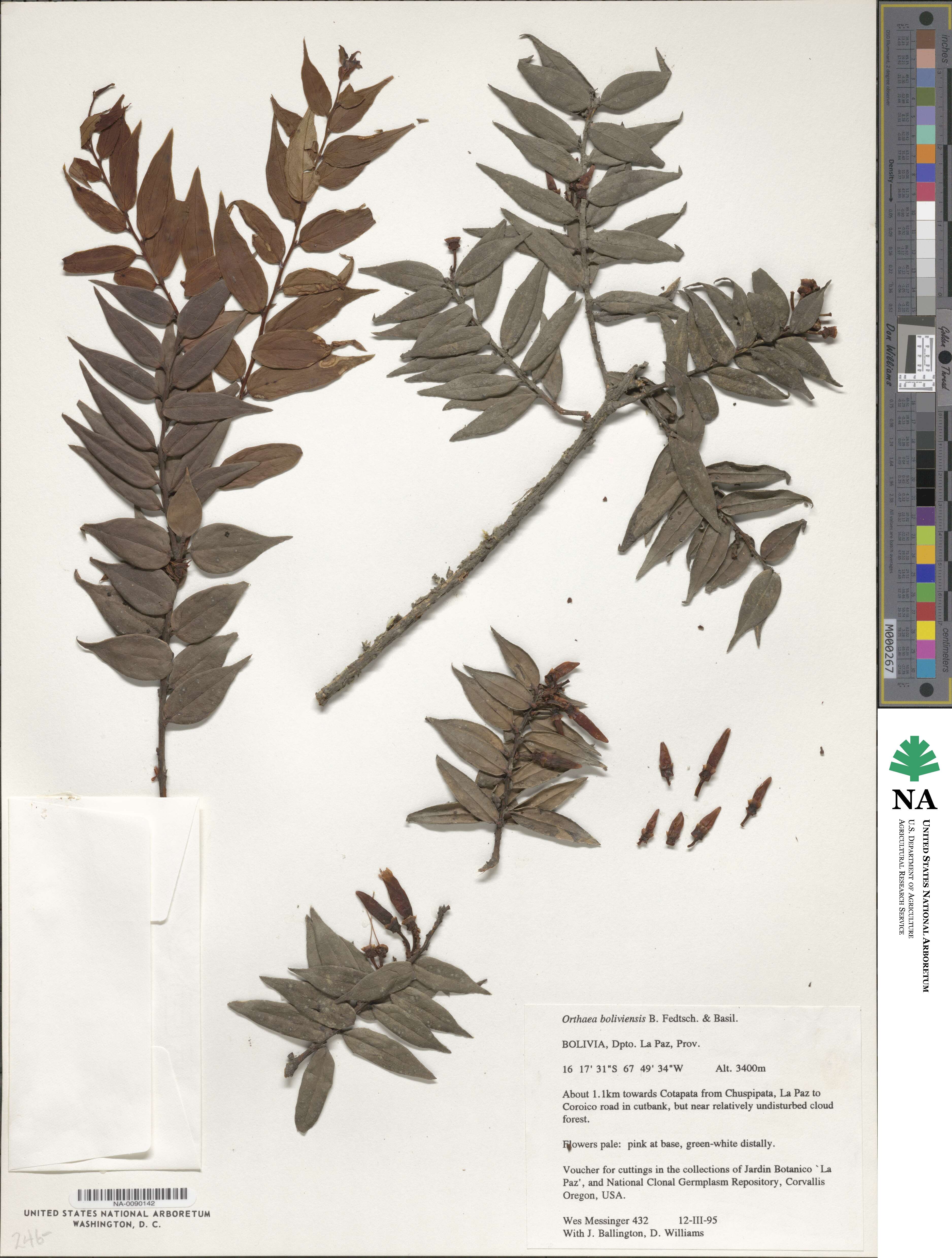 Orthaea boliviensis image