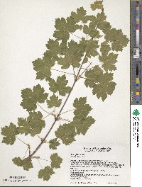 Acer glabrum image