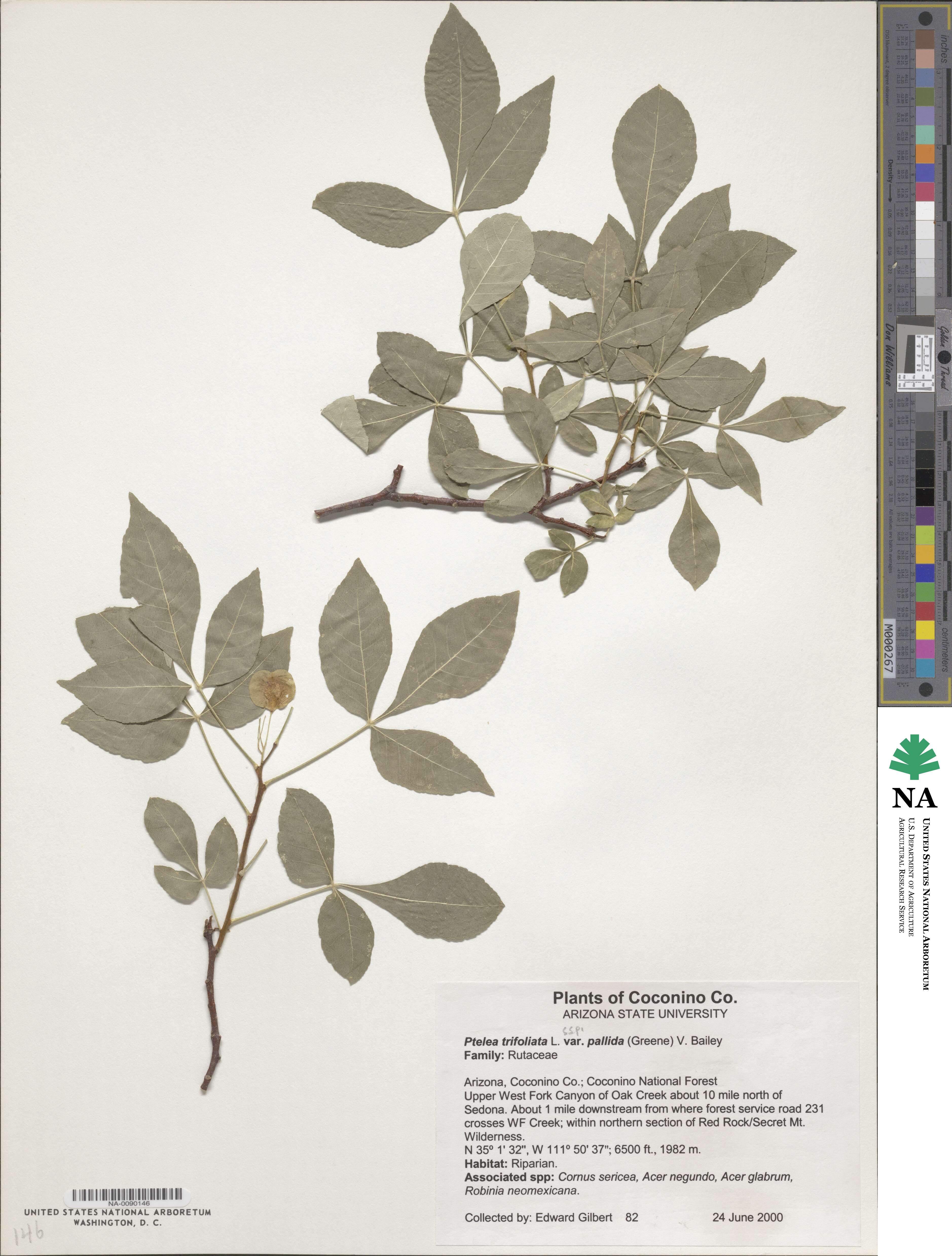 Ptelea trifoliata subsp. pallida image