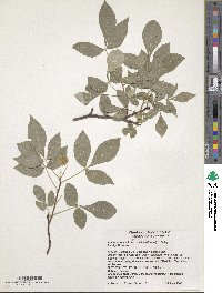 Ptelea trifoliata subsp. pallida image