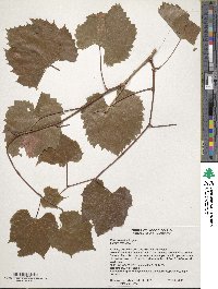 Vitis arizonica image