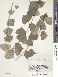 Populus fremontii image