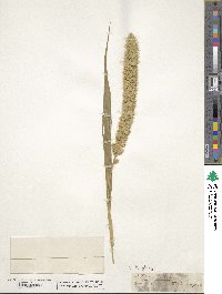 Setaria italica image