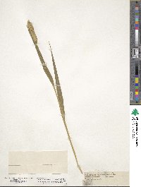 Setaria italica image