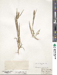 Setaria viridis image