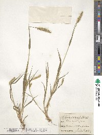 Setaria viridis image