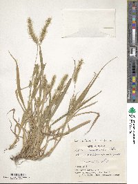 Setaria faberi image