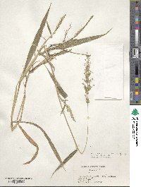 Image of Setaria barbata