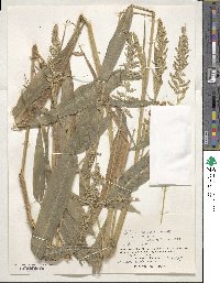 Setaria barbata image