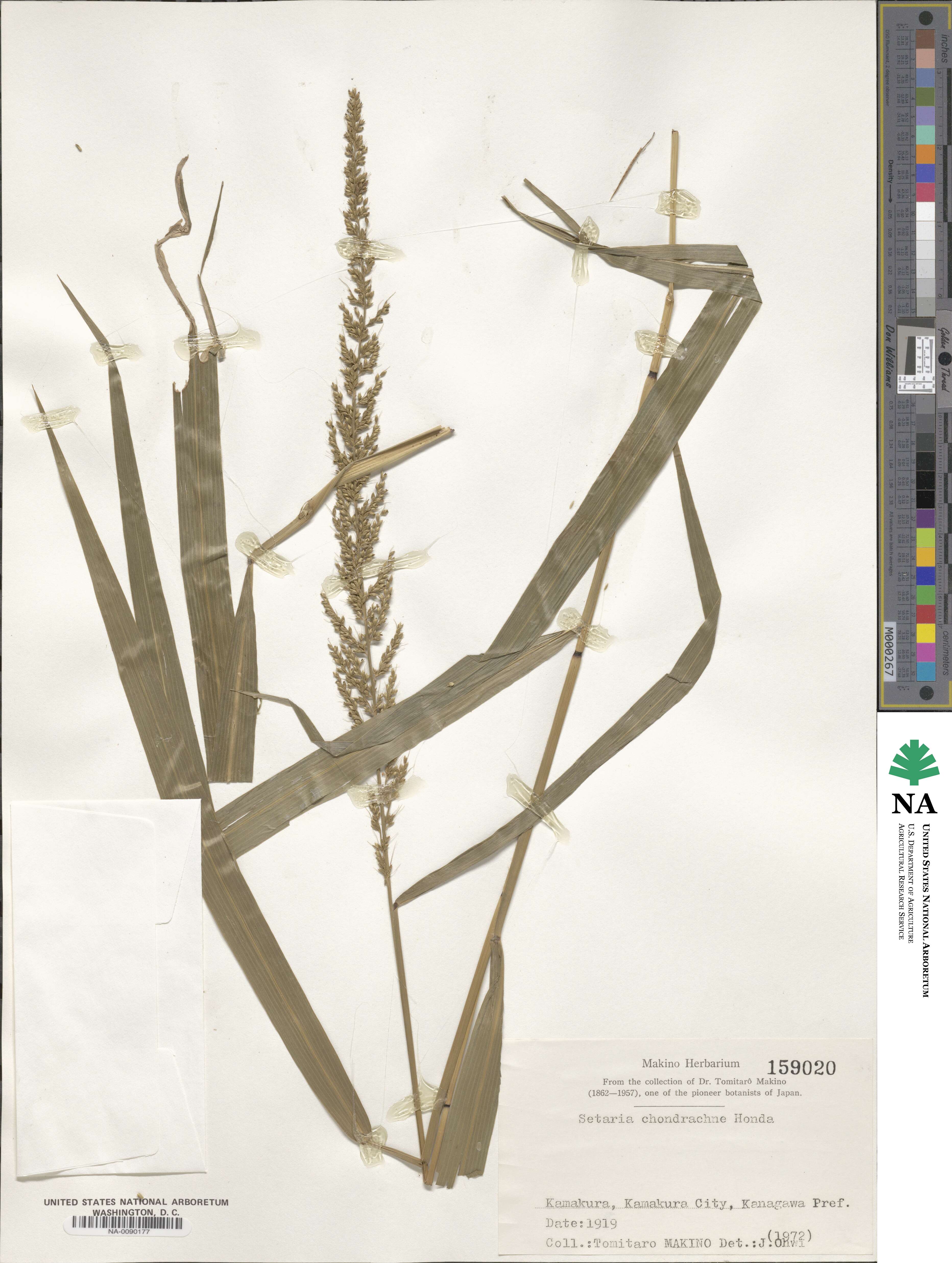 Setaria chondrachne image