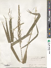 Setaria chondrachne image